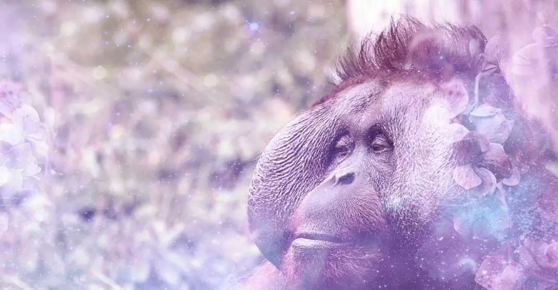 El significado espiritual del orangután