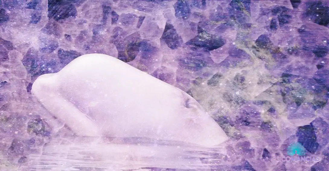 El significado espiritual de las Belugas