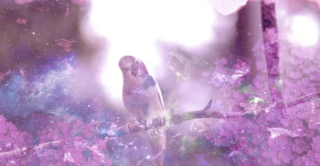El significado espiritual del Pájaro Canario