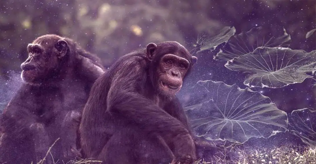 El significado espiritual del chimpancé