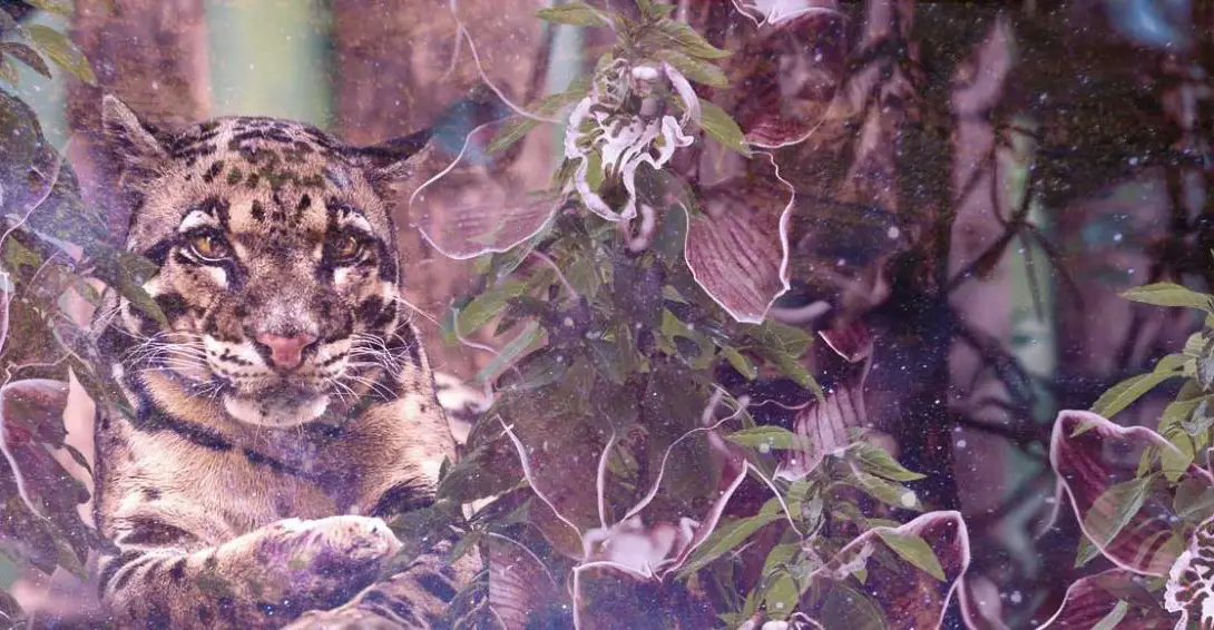 Significado espiritual del Leopardo Nublado o Pantera Nebulosa