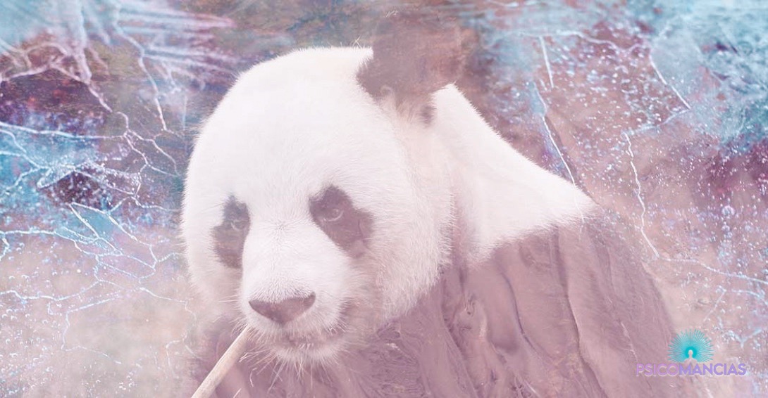 soñar con un Panda