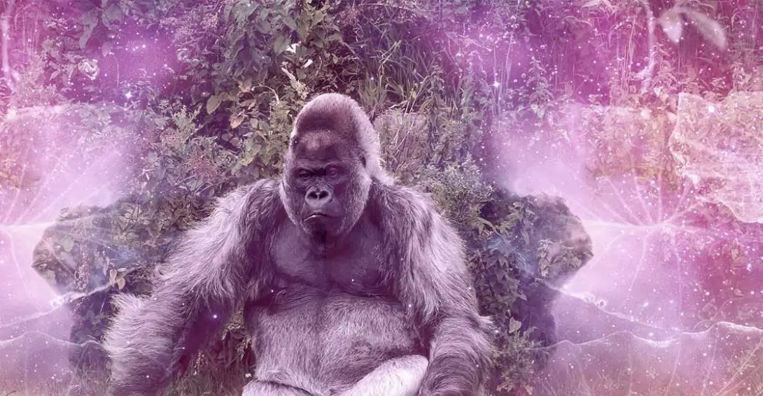 El significado espiritual de los Gorilas