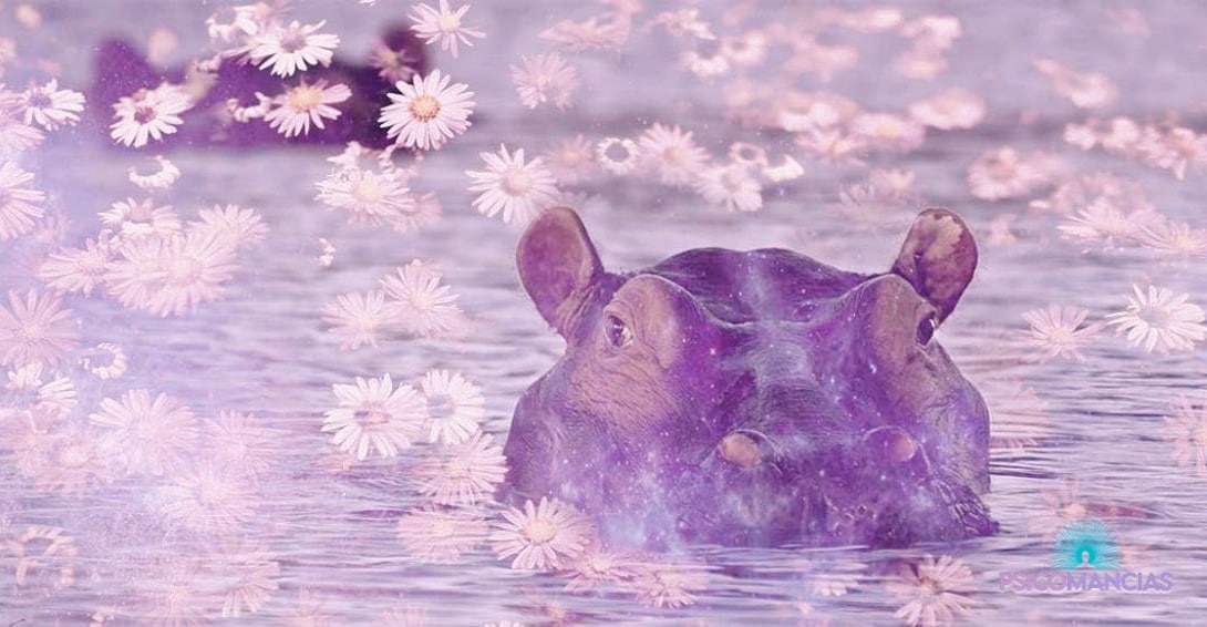 Significado espiritual del Hipopótamo