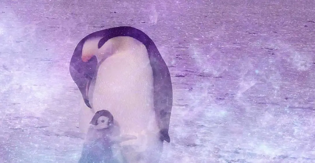 El significado espiritual del pingüino