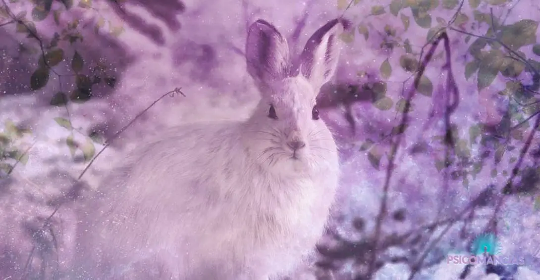 El significado espiritual de los conejos